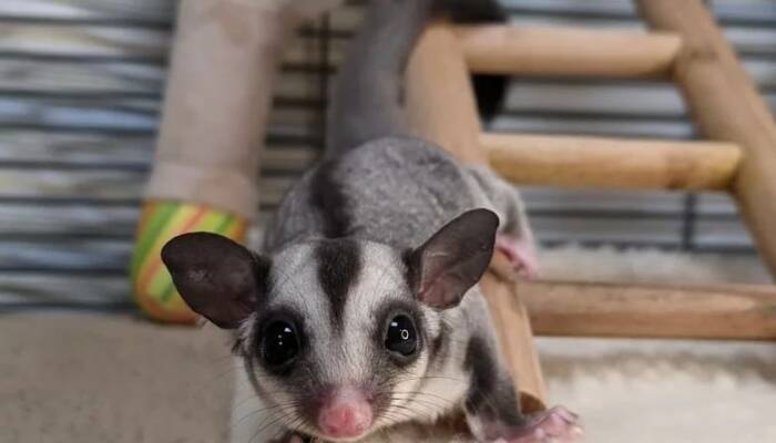 Buy Sugar Gliders for Sale | Ranch of Exotic Breeds – Care, Nutrition & FAQs