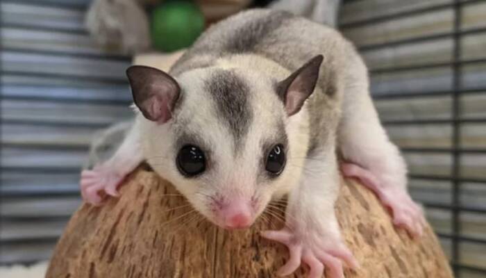 Where to Buy a Sugar Glider Pet | Ranch of Exotic Breeds – Your Trusted Source for Healthy, Happy Sugar Gliders