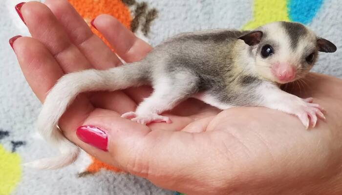 Sugar Glider Near Me | Ranch of Exotic Breeds – Your Trusted Source for Healthy Pets