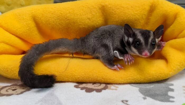 Discover Premium Sugar Glider Breeders at Ranch of Exotic Breeds – Your Guide to Origin, Care, Nutrition & More!