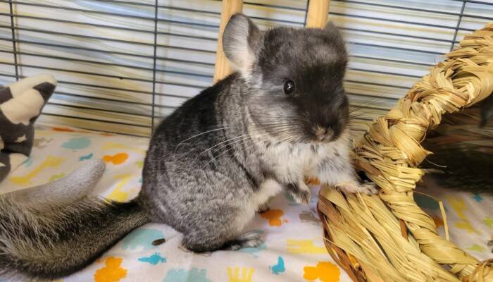 Chinchillas for Sale at Ranch of Exotic Breeds – Your Guide to Owning, Caring, and Loving These Adorable Pets