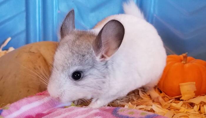 Baby Chinchillas for Sale | Healthy & Hand-Raised Exotic Pets – Ranch of Exotic Breeds