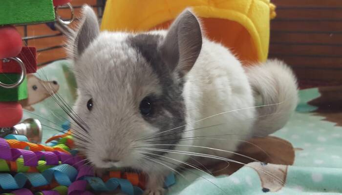 Chinchillas for Sale Near Me | Ranch of Exotic Breeds – Your Guide to Owning a Chinchilla