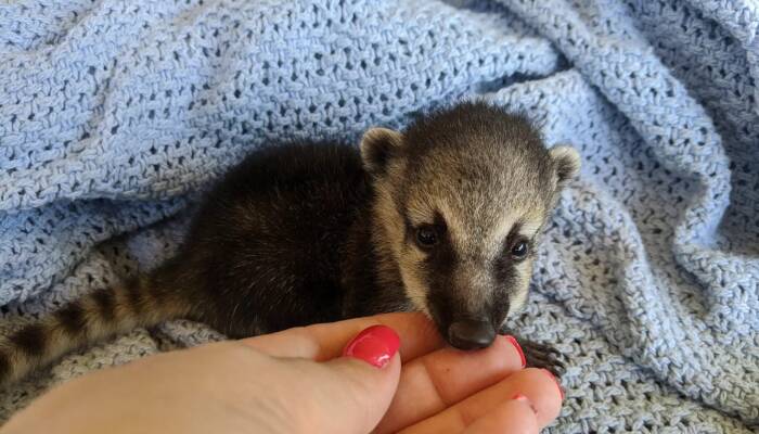 Coatimundi for Sale – Discover Exotic Pets at Ranch of Exotic Breeds