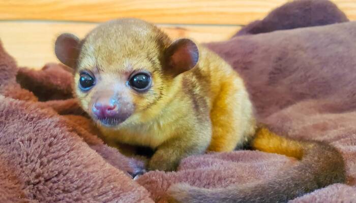 Kinkajou for Sale at Ranch of Exotic Breeds – Your Guide to Owning a Tropical Treasure