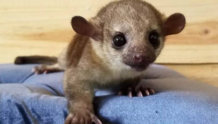Kinkajou Pet for Sale | Ranch of Exotic Breeds – Your Trusted Source for Exotic Pets