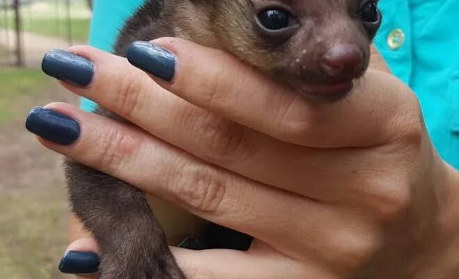 Baby Kinkajou for Sale at Ranch of Exotic Breeds – Your Guide to Owning a Unique Pet