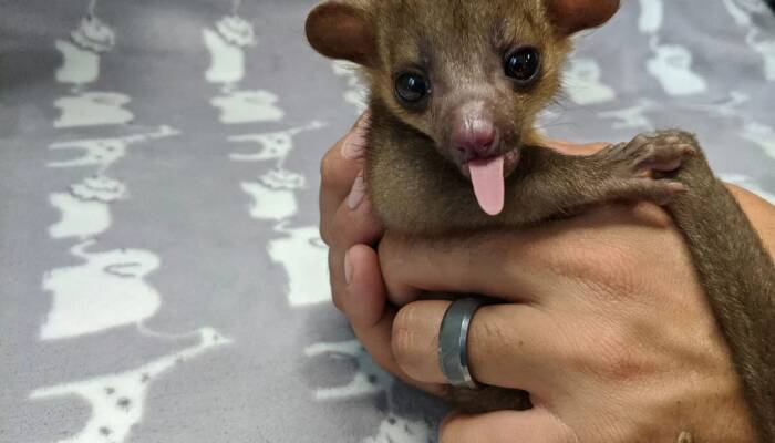 Kinkajou for Sale Cheap – Exotic Pets at Ranch of Exotic Breeds