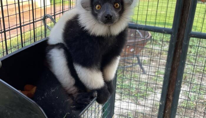 "Lemur for Sale at Ranch of Exotic Breeds – Your Guide to Owning a Lemur"