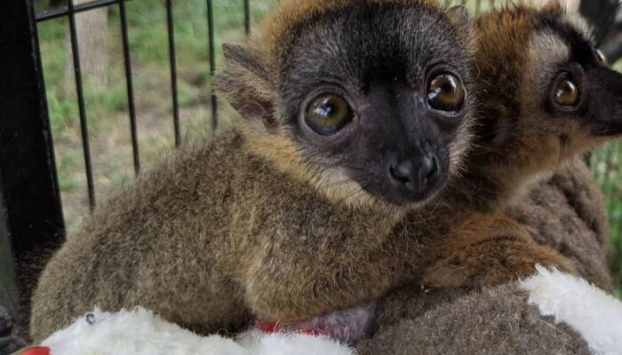 Mouse Lemur for Sale at Ranch of Exotic Breeds – Care, Nutrition, and FAQs