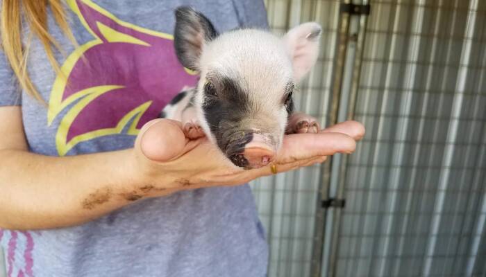 "Exotic Pigs for Sale at Ranch of Exotic Breeds | Rare Breeds, Care Tips, and More"