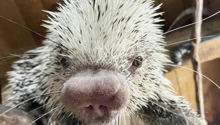 African Porcupine for Sale | Ranch of Exotic Breeds – Care, Nutrition, and FAQs
