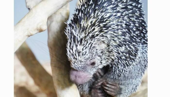 African Crested Porcupine For Sale