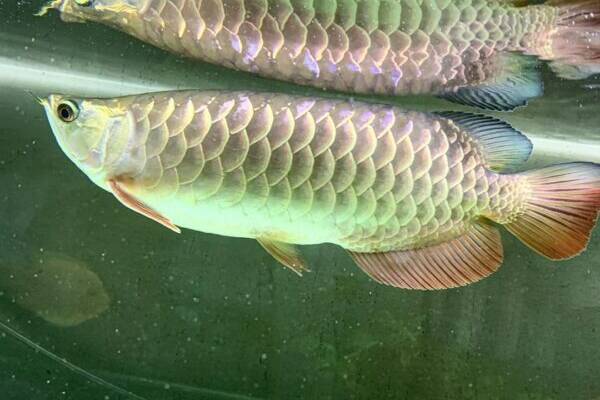 Buy Hight Back Golden Arowana for sale